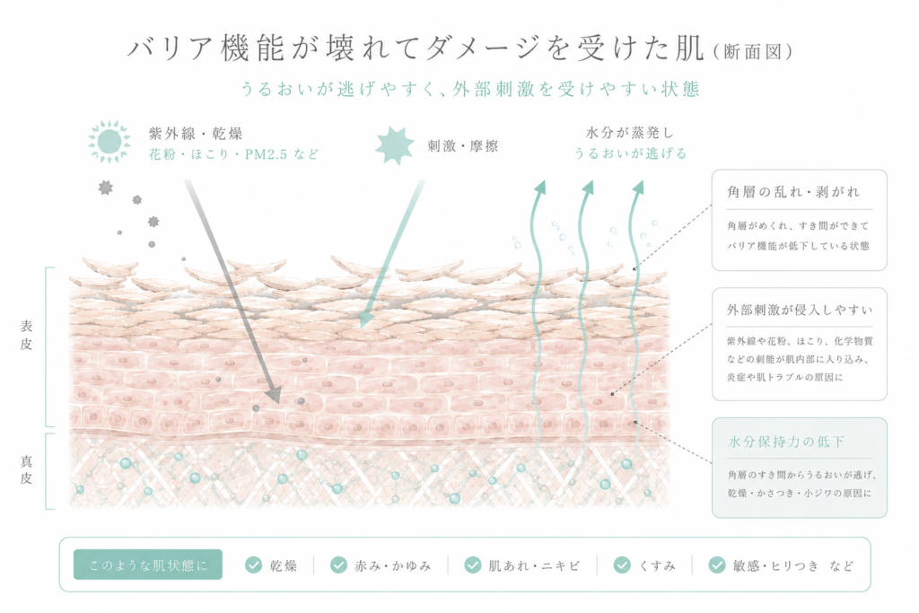 バリア機能が低下した肌の断面図。乾燥や外部刺激によるダメージを説明したスキンバリアイラスト